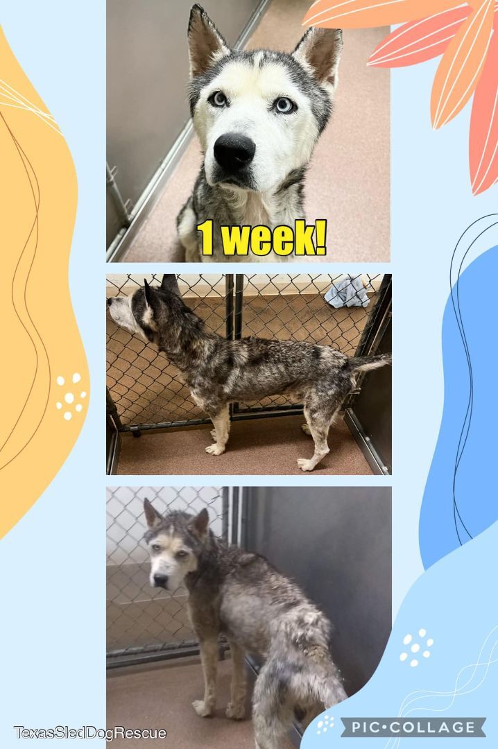 Enlarge Pepper, a Adopted Siberian Husky in Sugar Land, TX image 4/15