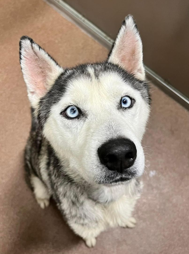 Enlarge Pepper, a Adopted Siberian Husky in Sugar Land, TX image 5/15
