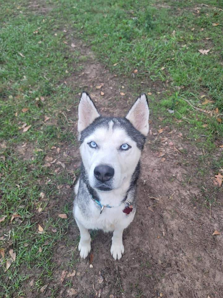 Pepper, Adopted, Adult Male Siberian Husky.