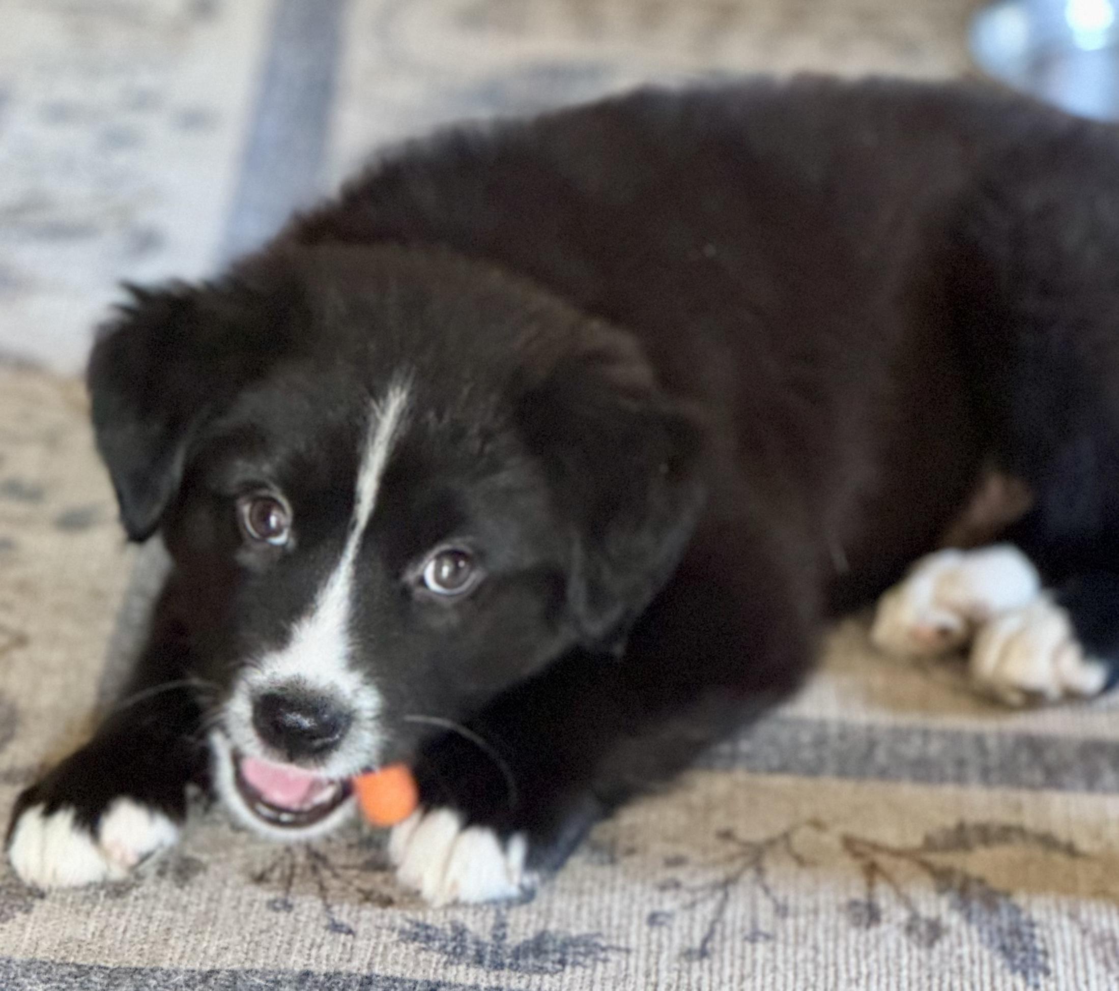 Huck, adopted, Puppy Male Border Collie.