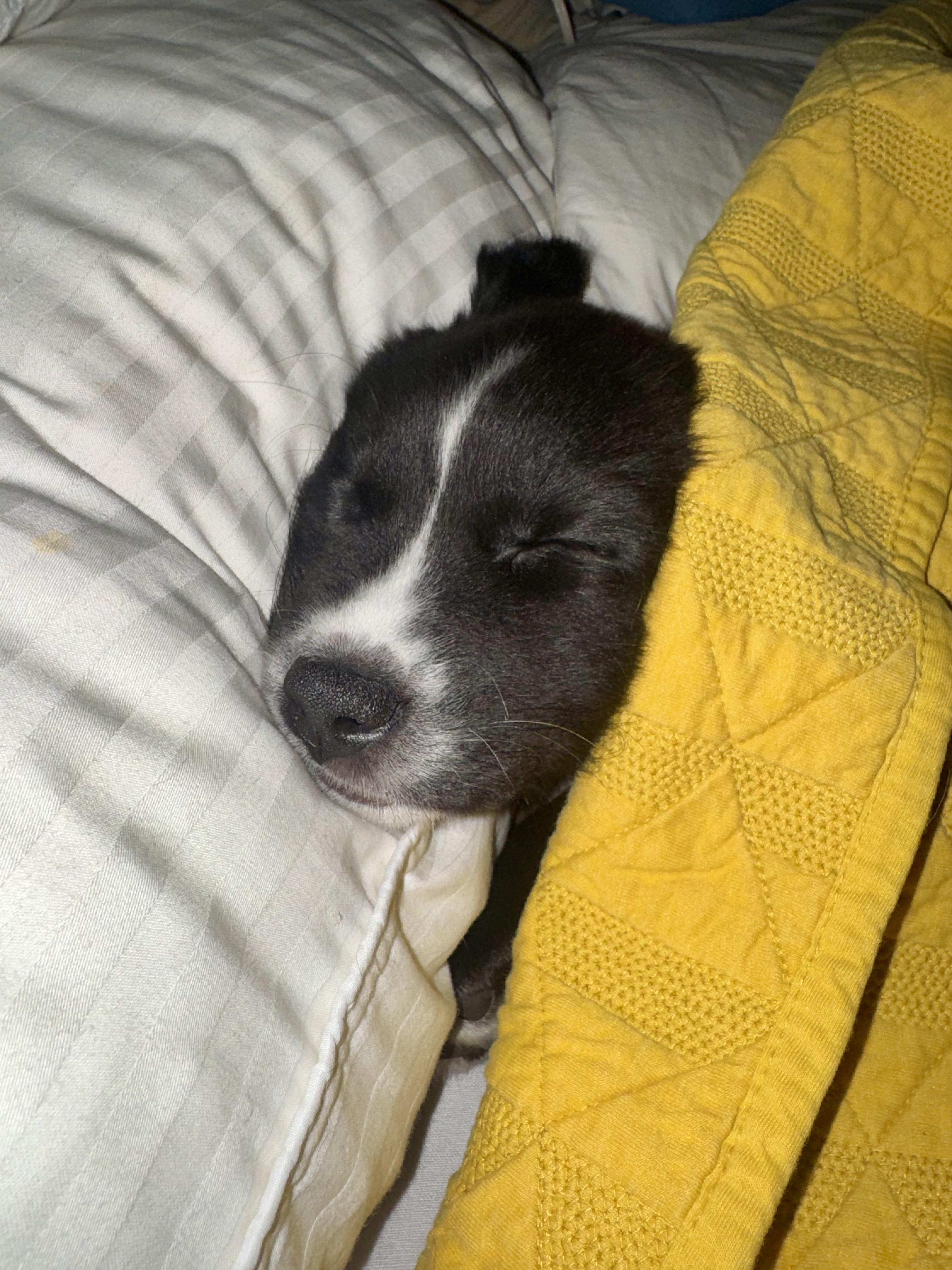 Enlarge Huck, an adopted mixed breed in Mobile, AL image 2/2