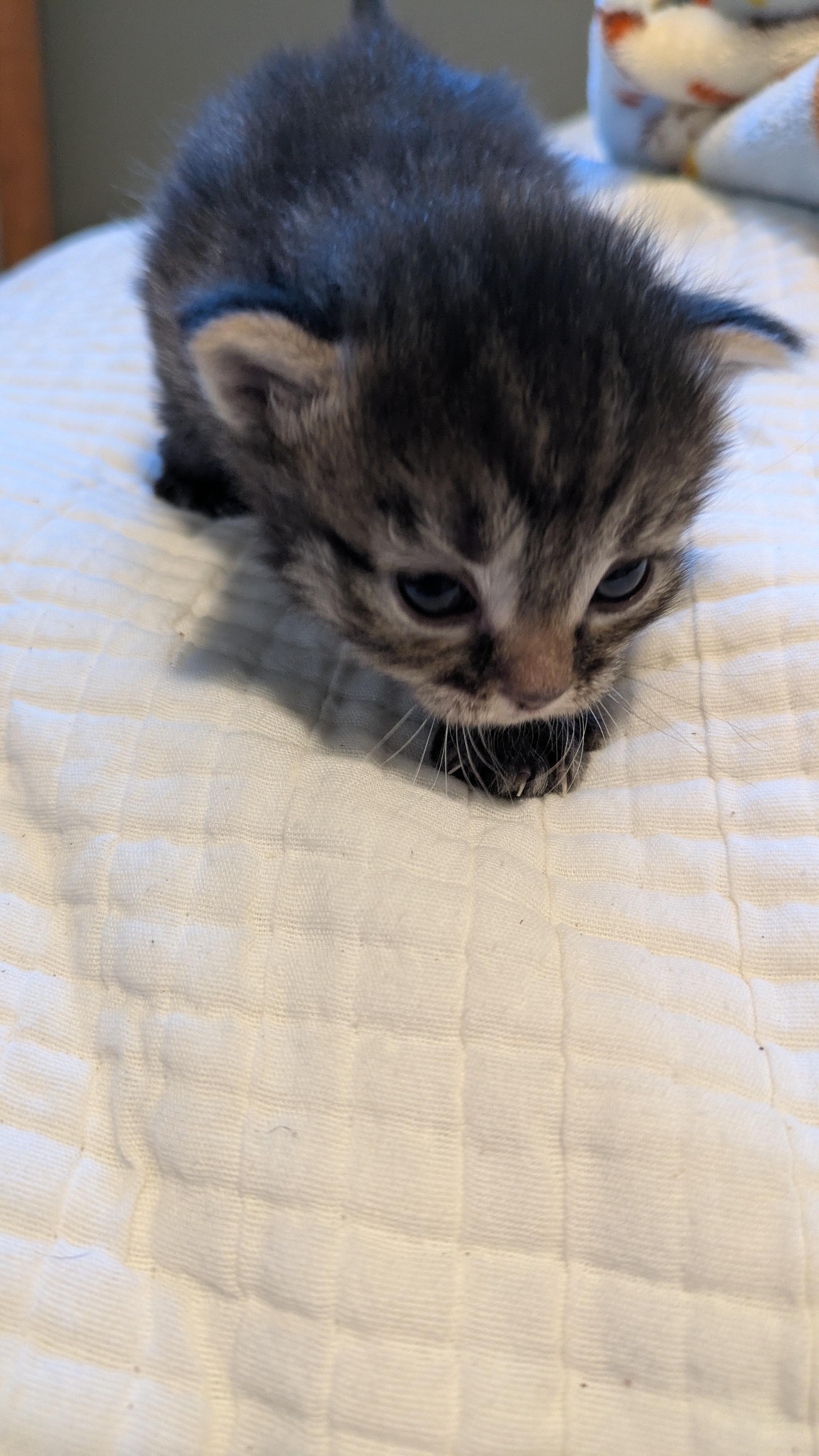 Spork, a Adoptable Domestic Short Hair in Fruit Heights, UT image 1/6