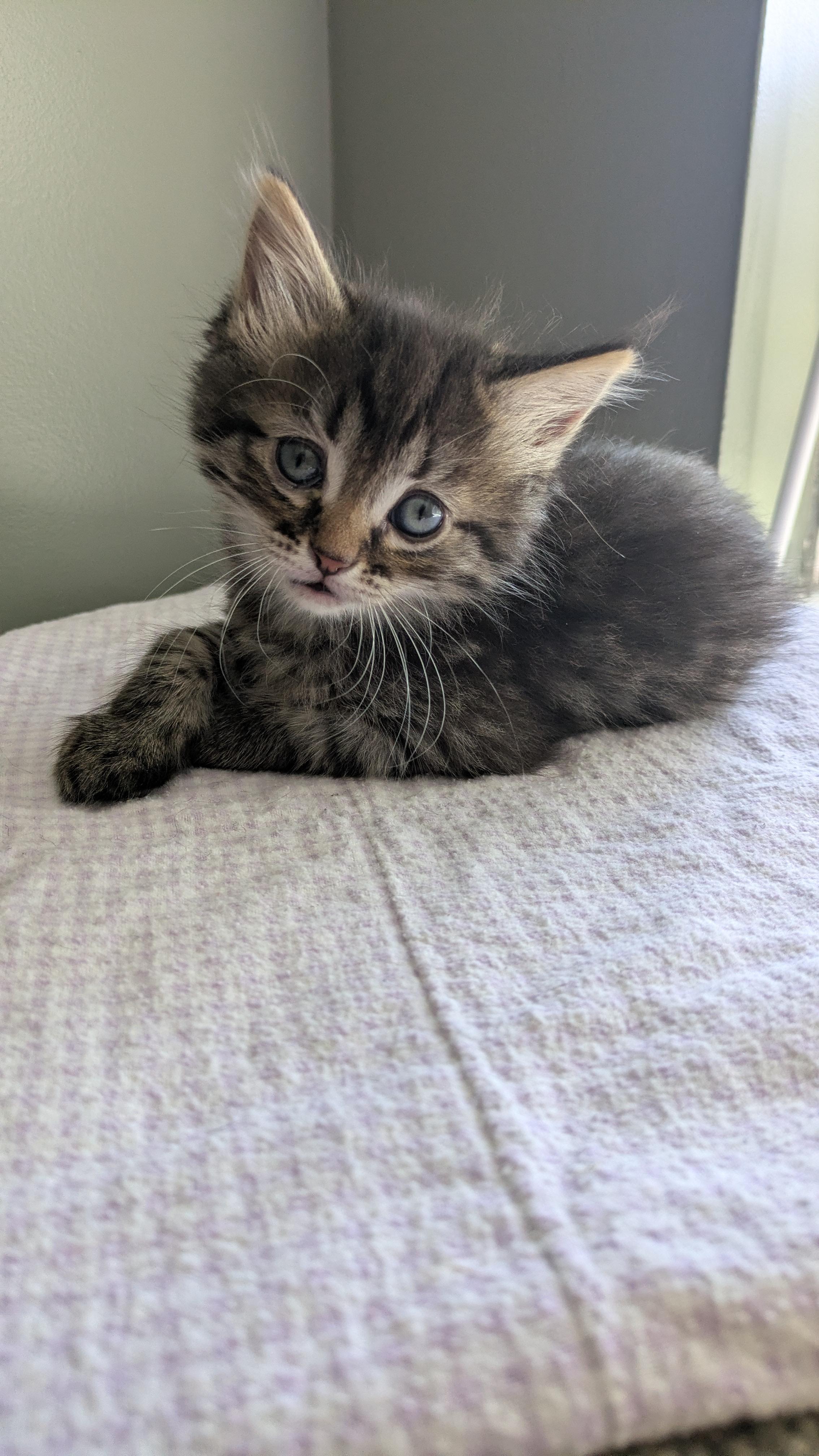 Spork, a Adoptable Domestic Short Hair in Fruit Heights, UT image 2/6