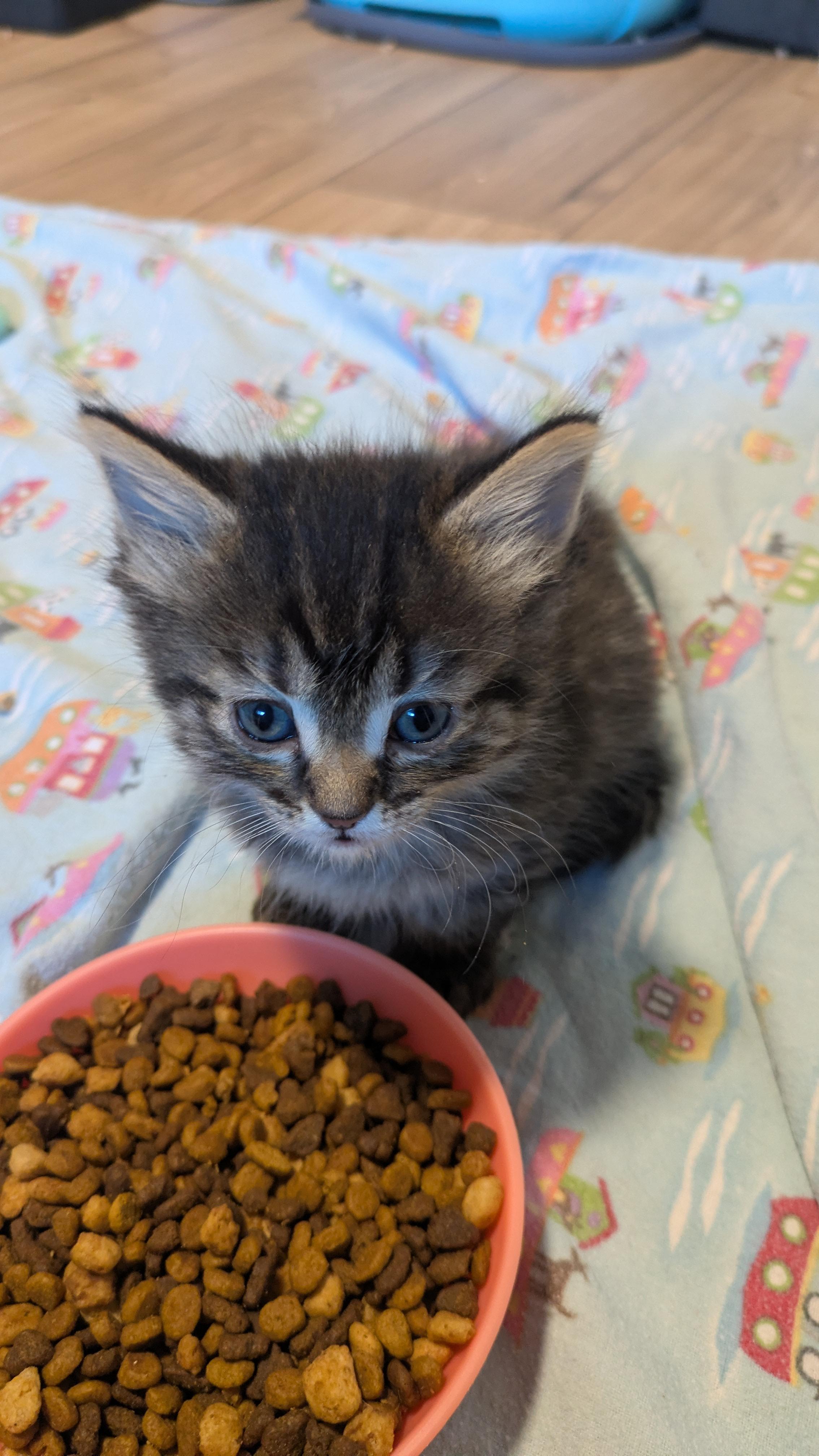 Spork, a Adoptable Domestic Short Hair in Fruit Heights, UT image 3/6