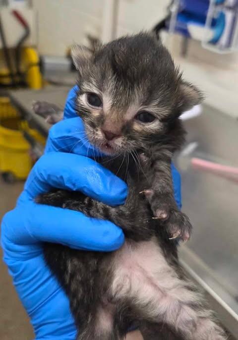 Spork, a Adoptable Domestic Short Hair in Fruit Heights, UT image 5/6