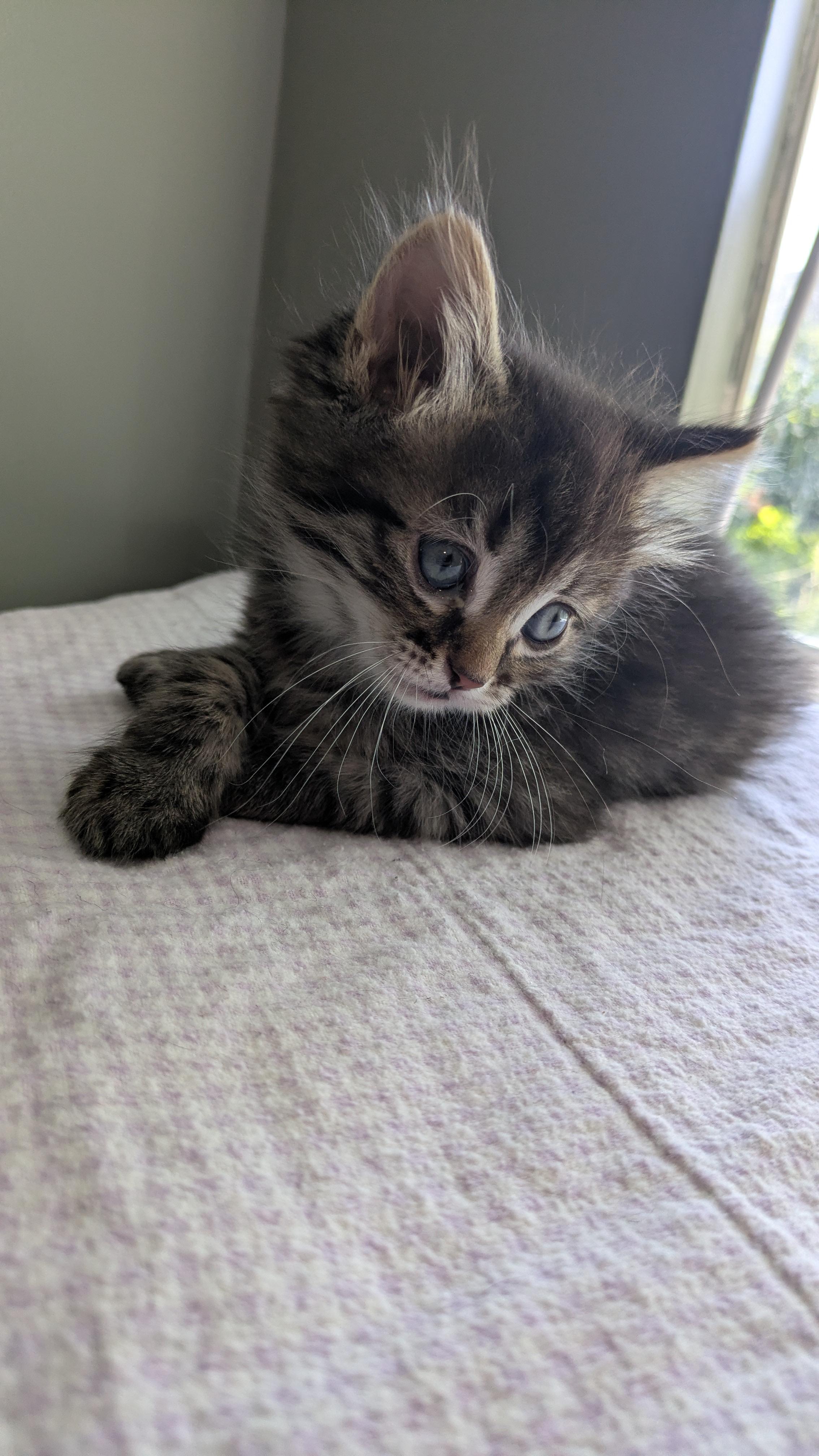 Spork, a Adoptable Domestic Short Hair in Fruit Heights, UT image 6/6