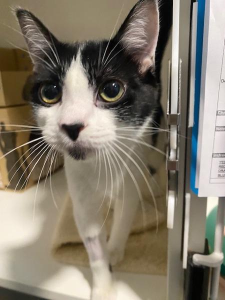 Mavis, Adoptable, Kitten Female Domestic Short Hair.