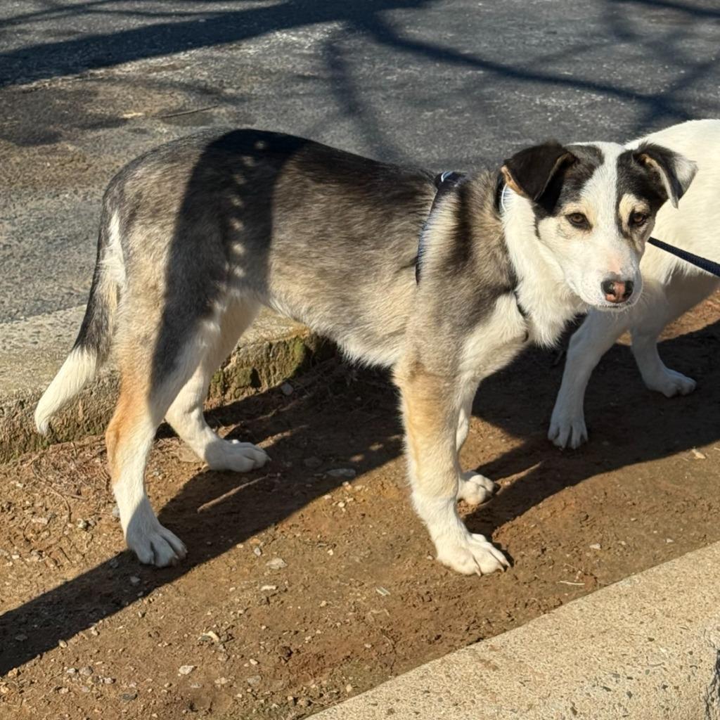 Kira, Adoptable, Puppy Female Husky & Australian Shepherd.