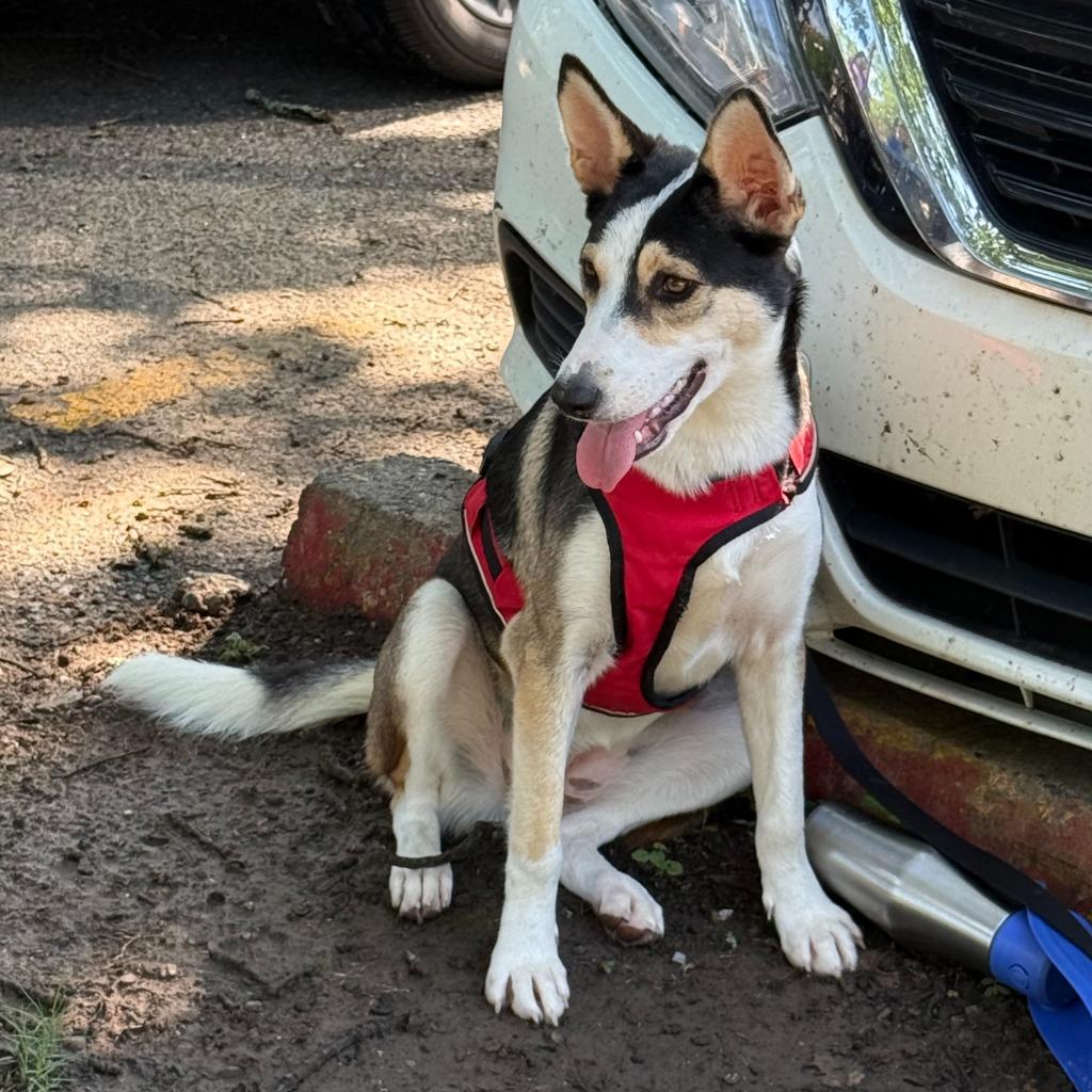 Enlarge Kira, a Adoptable mixed breed in Little Rock, AR image 1/5