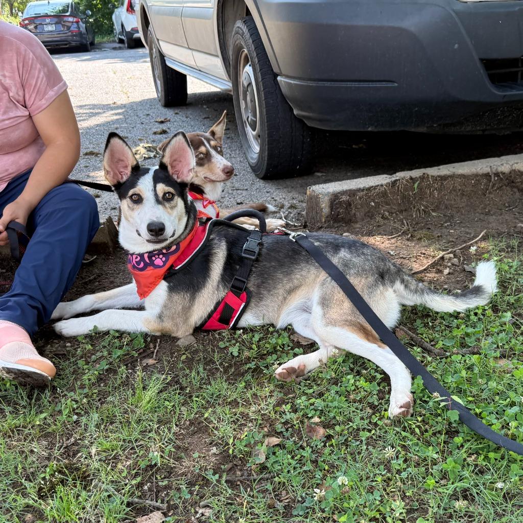 Enlarge Kira, a Adoptable mixed breed in Little Rock, AR image 2/5