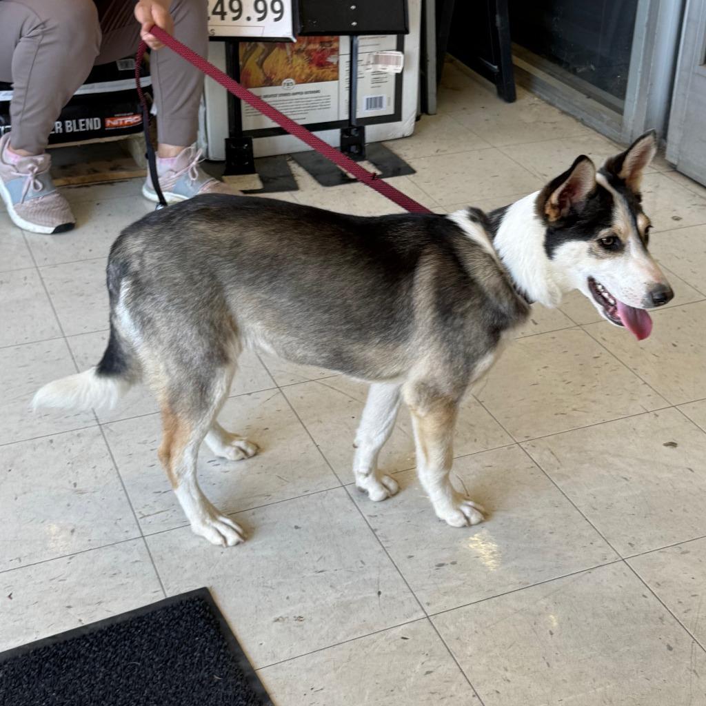 Enlarge Kira, a Adoptable mixed breed in Little Rock, AR image 2/6