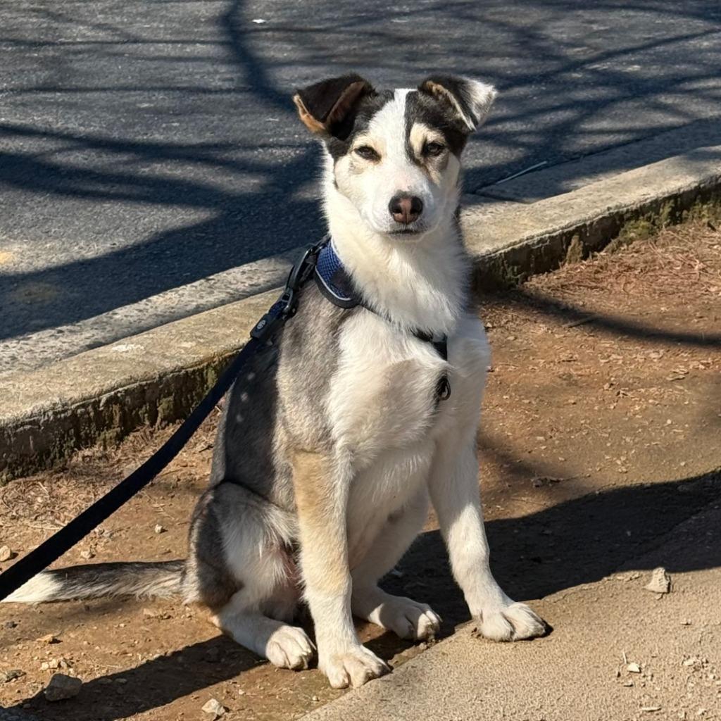 Enlarge Kira, a Adoptable mixed breed in Little Rock, AR image 3/6