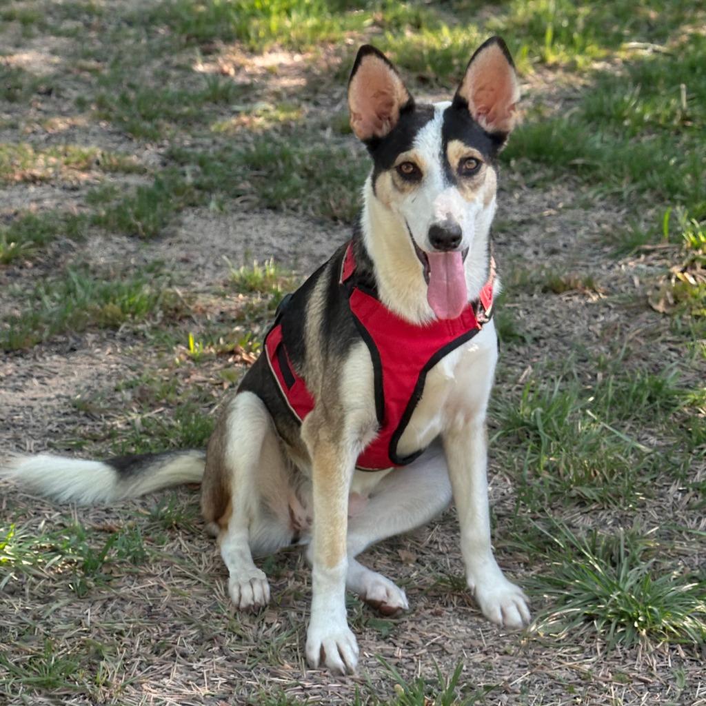 Enlarge Kira, a Adoptable mixed breed in Little Rock, AR image 4/5