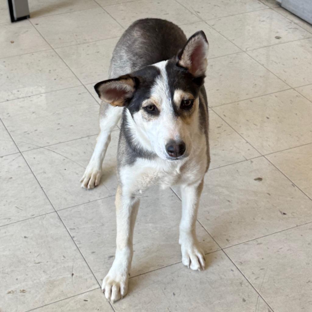 Enlarge Kira, a Adoptable mixed breed in Little Rock, AR image 5/6