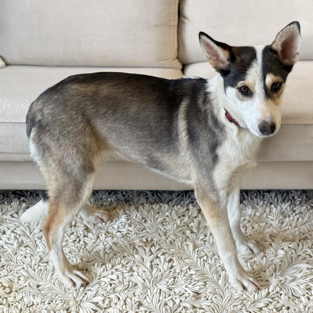 Enlarge Kira, a Adoptable mixed breed in Little Rock, AR image 6/6