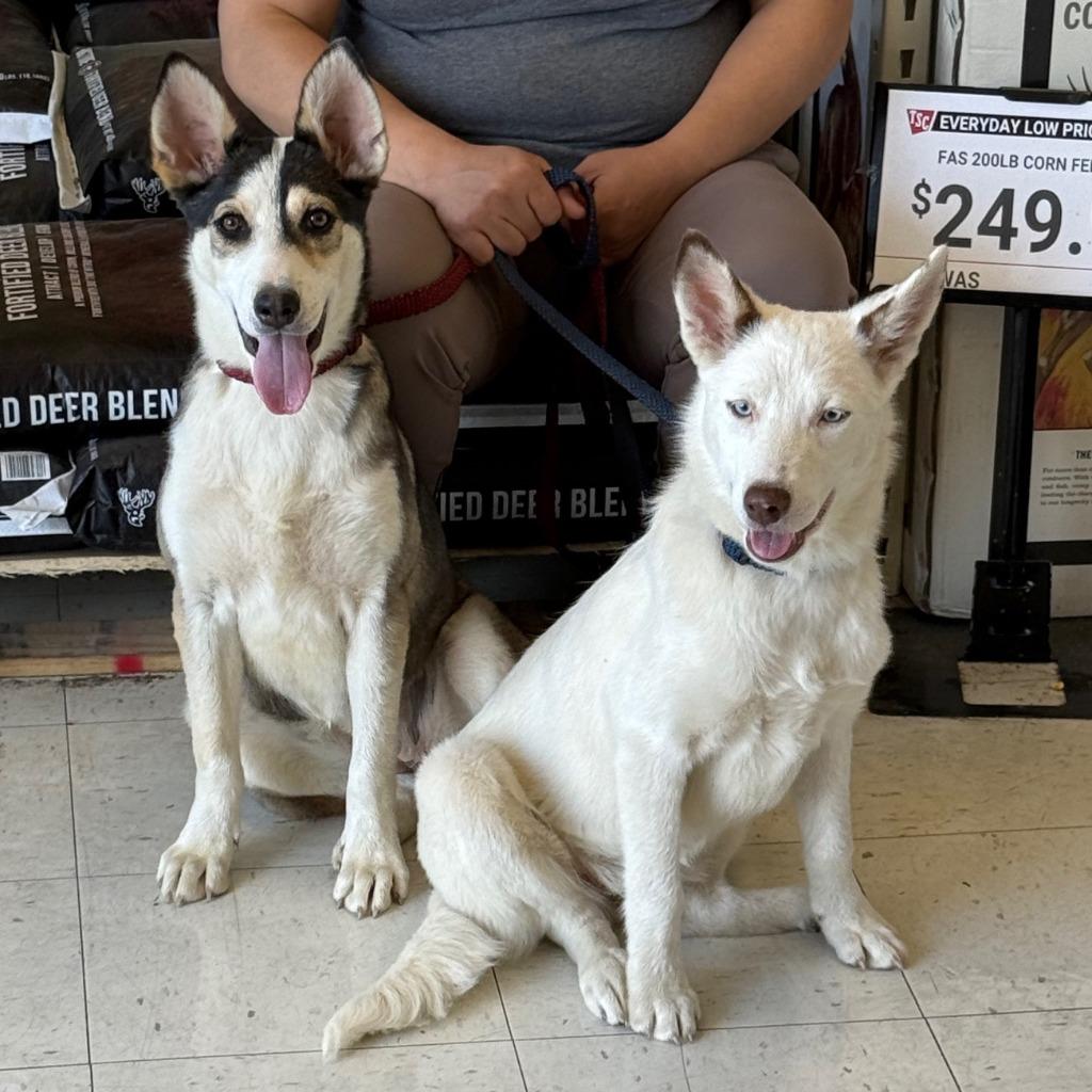 Enlarge Kira, a Adoptable mixed breed in Little Rock, AR image 5/5