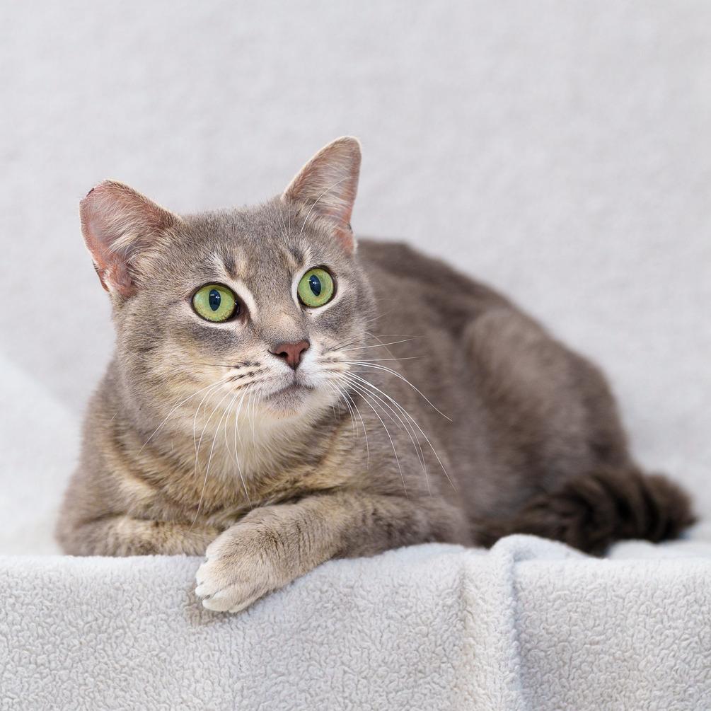 Enlarge Ripley, a Adoptable Domestic Short Hair in Sunnyvale, CA image 1/2