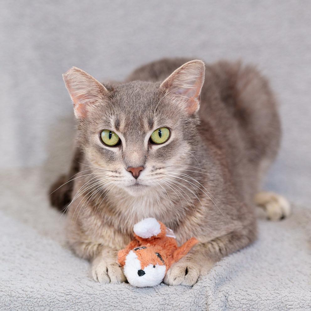 Enlarge Ripley, a Adoptable Domestic Short Hair in Sunnyvale, CA image 2/2