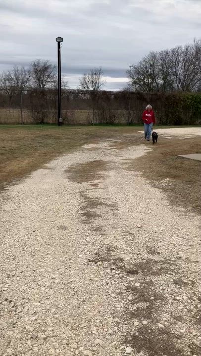 Enlarge COLE-Lively and Loveable, a ADOPTABLE mixed breed in Stephenville, TX video 6/6