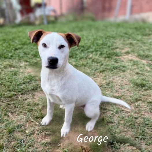 George, ADOPTABLE, Puppy Male Jack Russell Terrier.