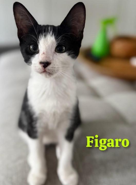 Figaro