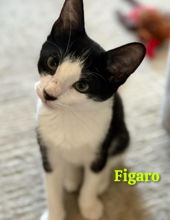 Figaro