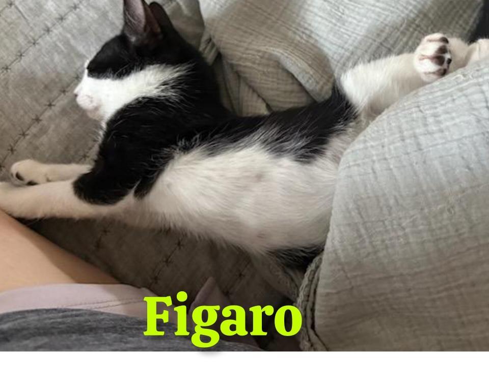 Figaro