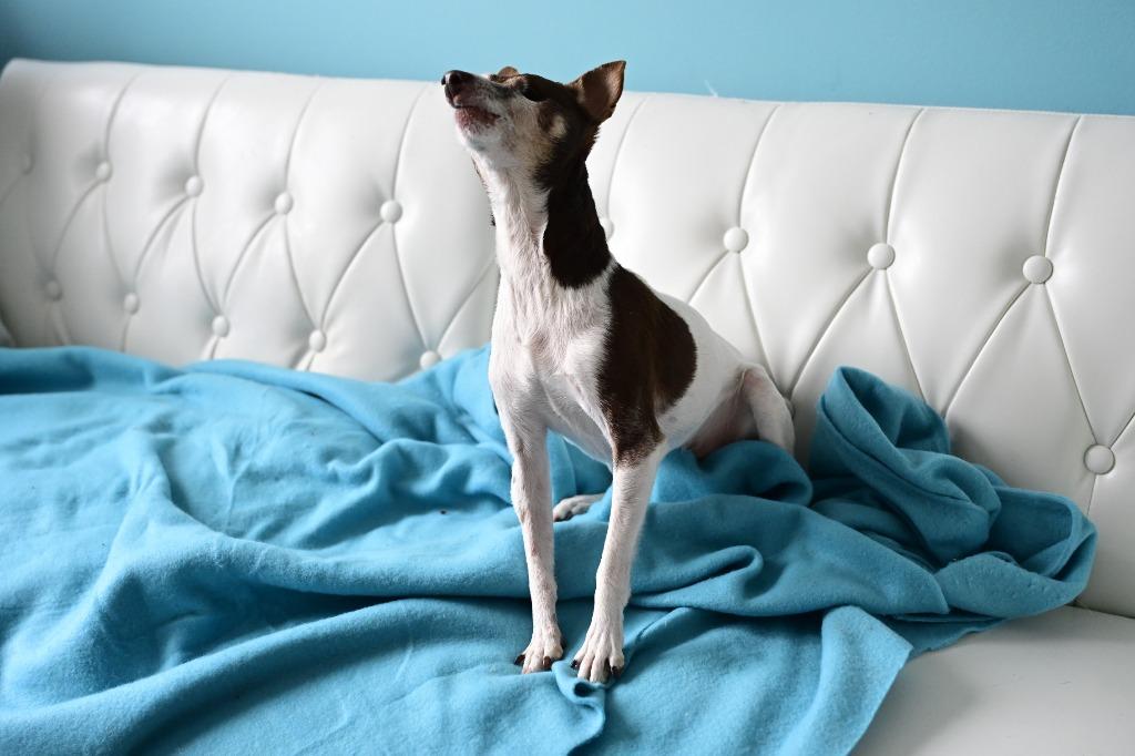 Enlarge Sugar Plum, a Adoptable mixed breed in Minneapolis, MN image 4/5