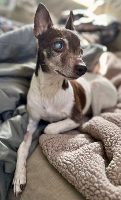 Enlarge Sugar Plum, a Adoptable mixed breed in Minneapolis, MN image 3/5