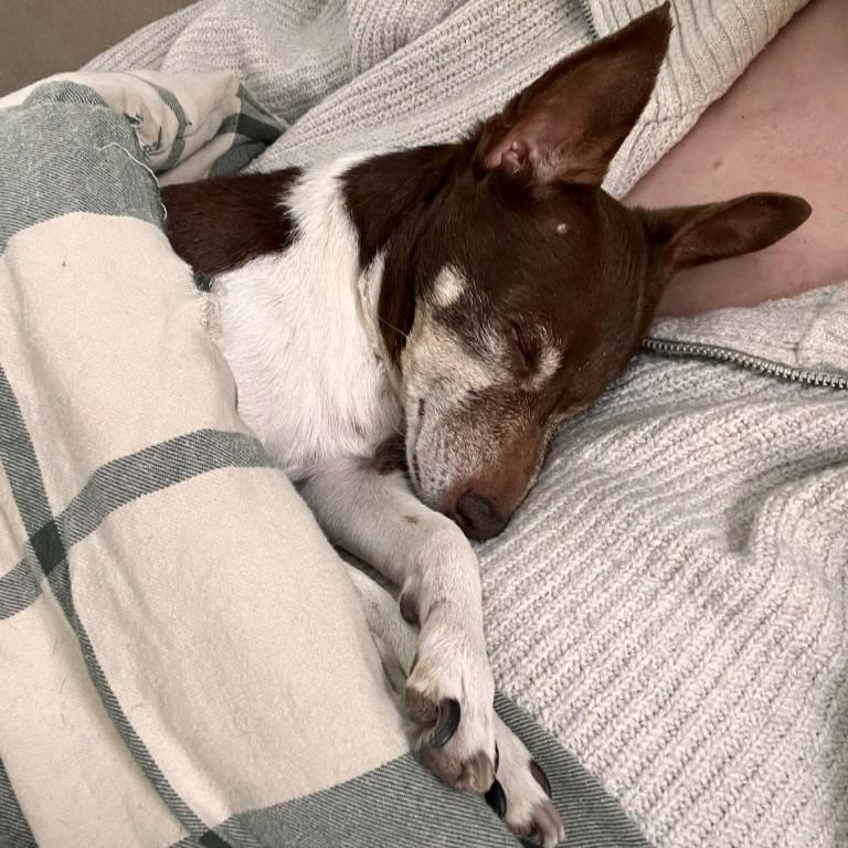 Enlarge Sugar Plum, a Adoptable mixed breed in Minneapolis, MN image 2/5