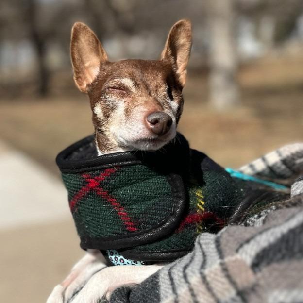 Enlarge Sugar Plum, a Adoptable mixed breed in Minneapolis, MN image 5/5