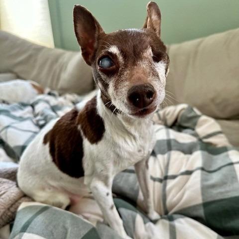 Enlarge Sugar Plum, a Adoptable mixed breed in Minneapolis, MN image 1/5