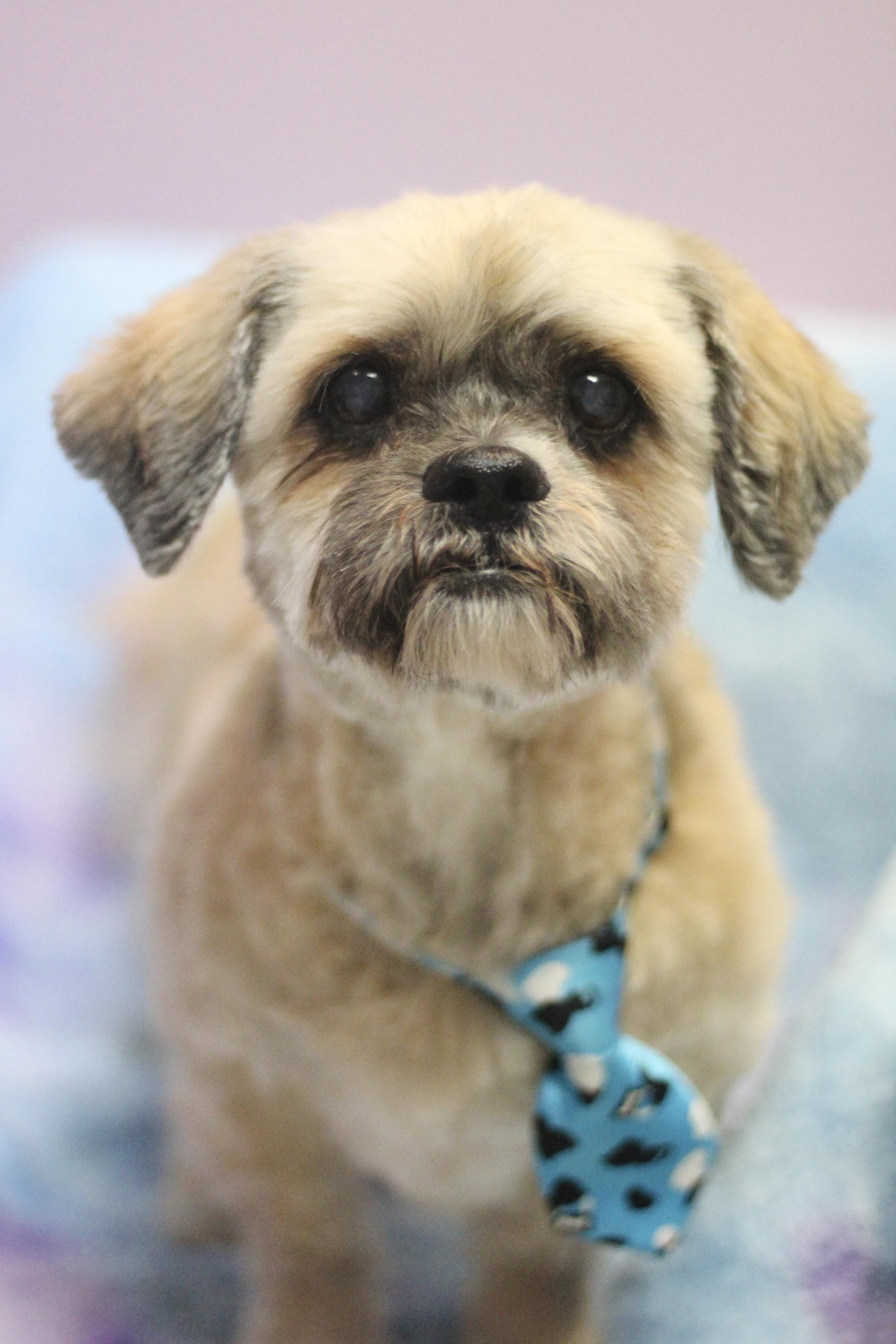 Stevy in NH! Come Meet our Adoptable Dogs Wednesday-Saturday. More info in Bio!, ADOPTABLE, Senior Male Shih Tzu.