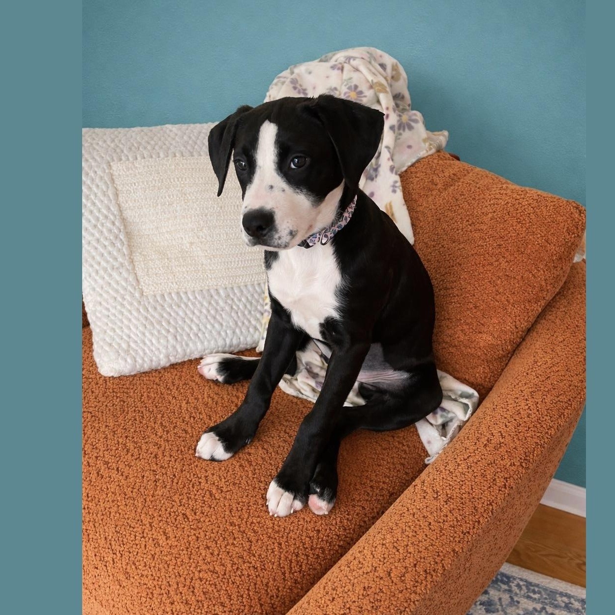 Enlarge Rosie, a Adoptable Mixed Breed in Long Beach, WA image 1/3