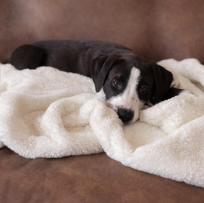 Enlarge Rosie, a Adoptable Mixed Breed in Long Beach, WA image 2/3