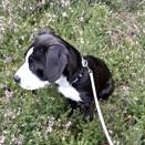 Enlarge Rosie, an adopted Mixed Breed in Long Beach, WA image 3/3