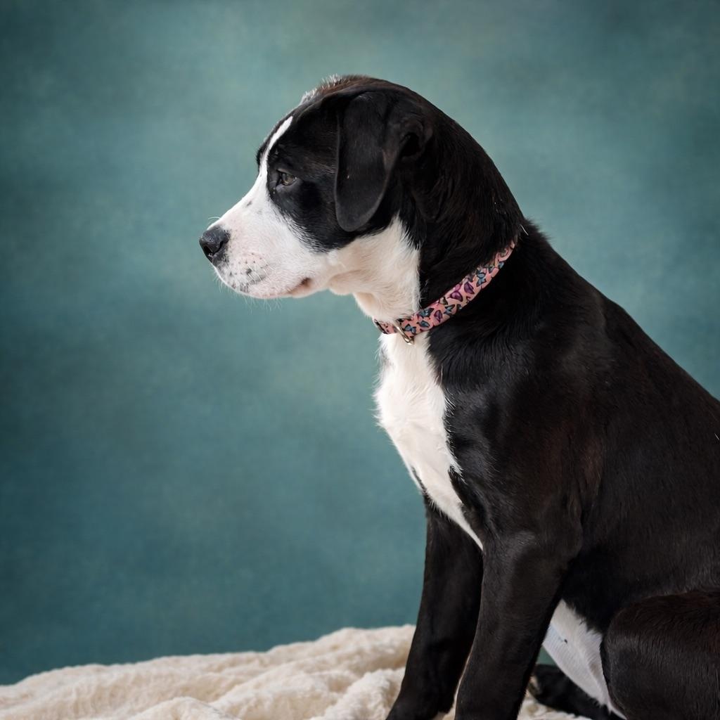 Enlarge Rosie, a Adoptable Mixed Breed in Long Beach, WA image 3/3