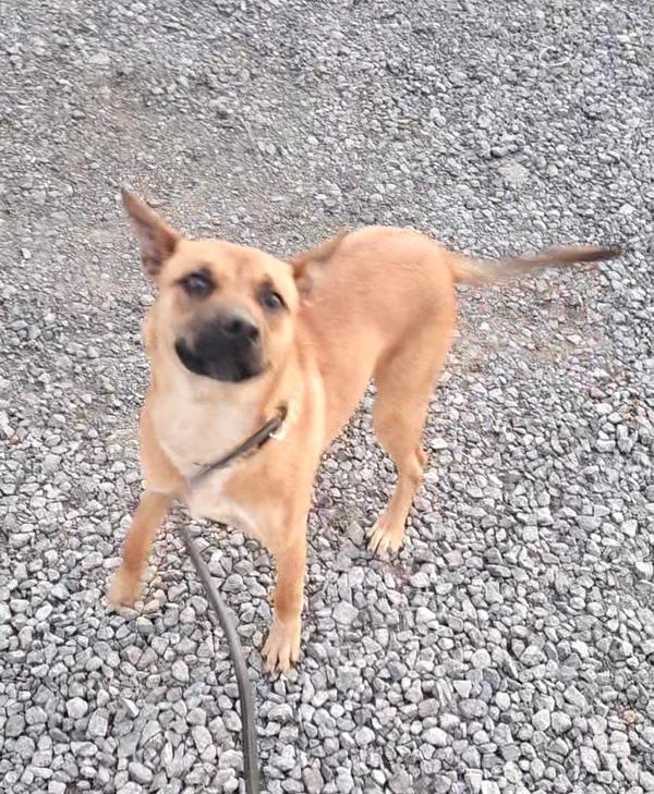 Pippa, Adoptable, Young Female Shepherd.