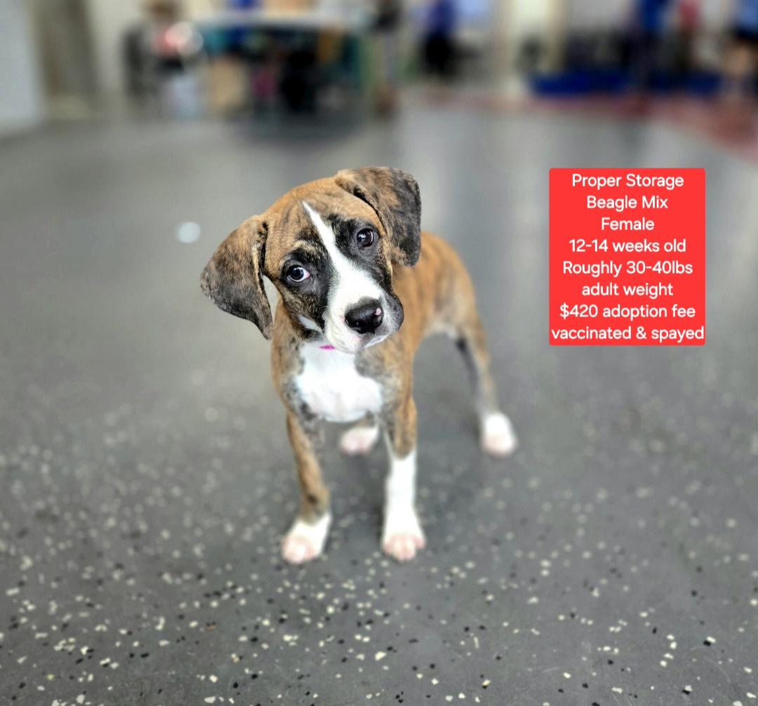 Enlarge Proper Storage, a ADOPTABLE mixed breed in Oviedo, FL image 1/1