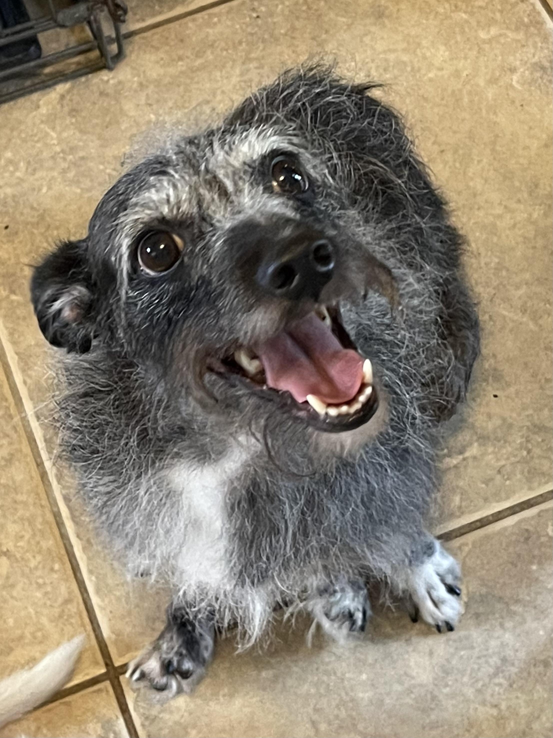 Enlarge Savannah, a Adoptable mixed breed in Orlando, FL image 6/6