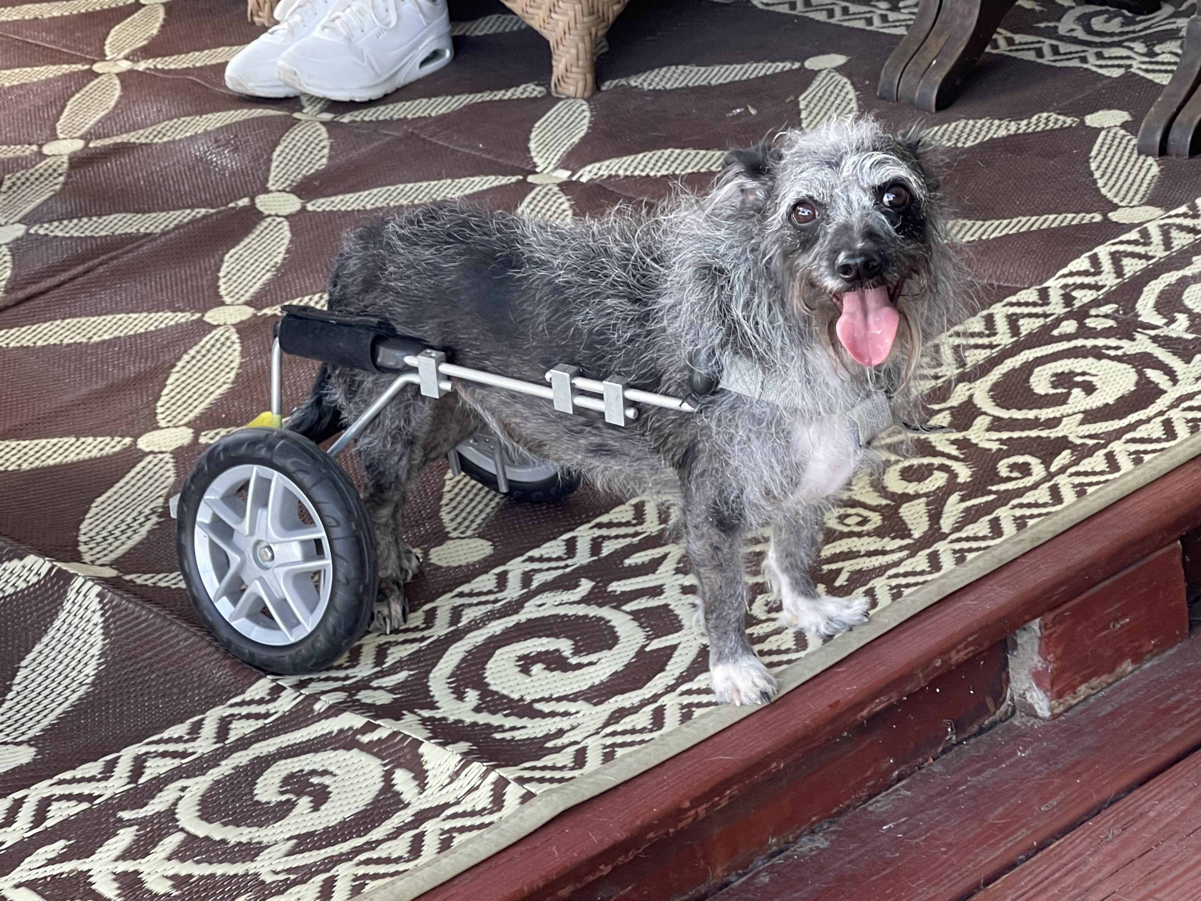 Savannah, Adoptable, Adult Female Schnauzer & Terrier.