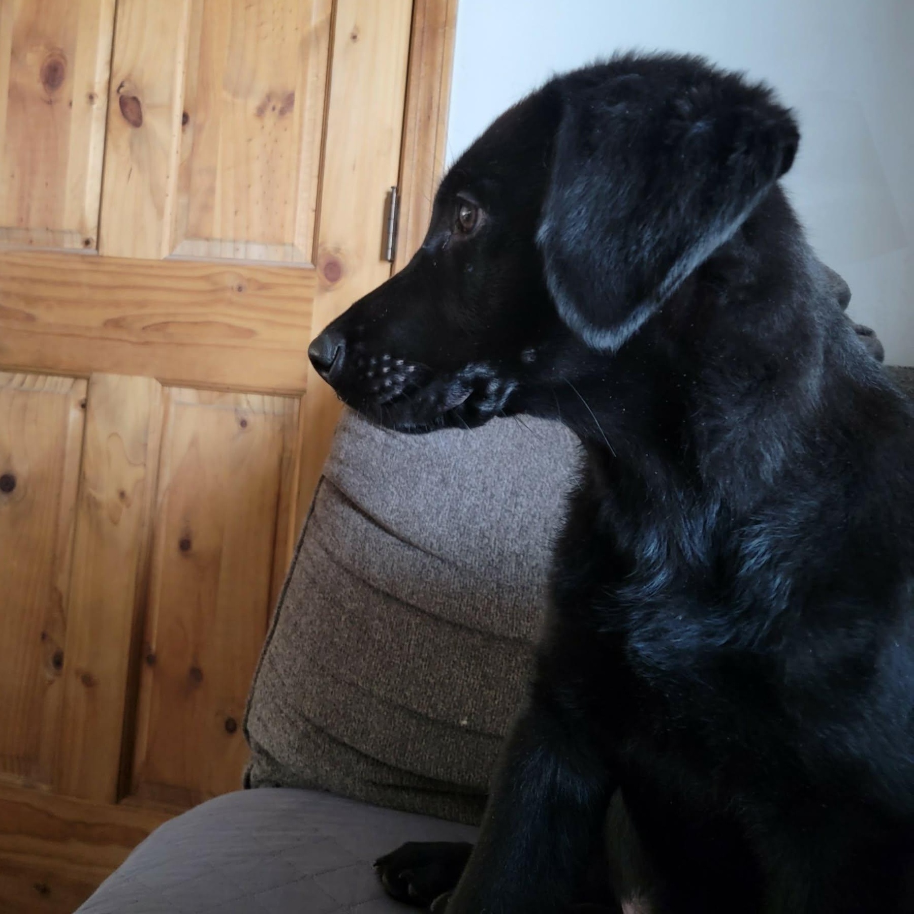 Enlarge Batman, a ADOPTABLE mixed breed in West Valley, UT image 4/6