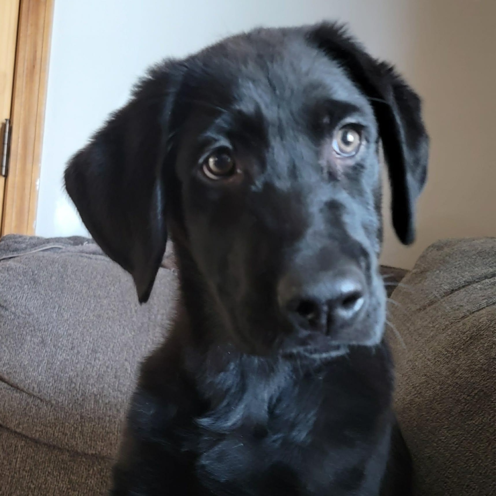 Batman, ADOPTABLE, Young Male Shepherd & Black Labrador Retriever.