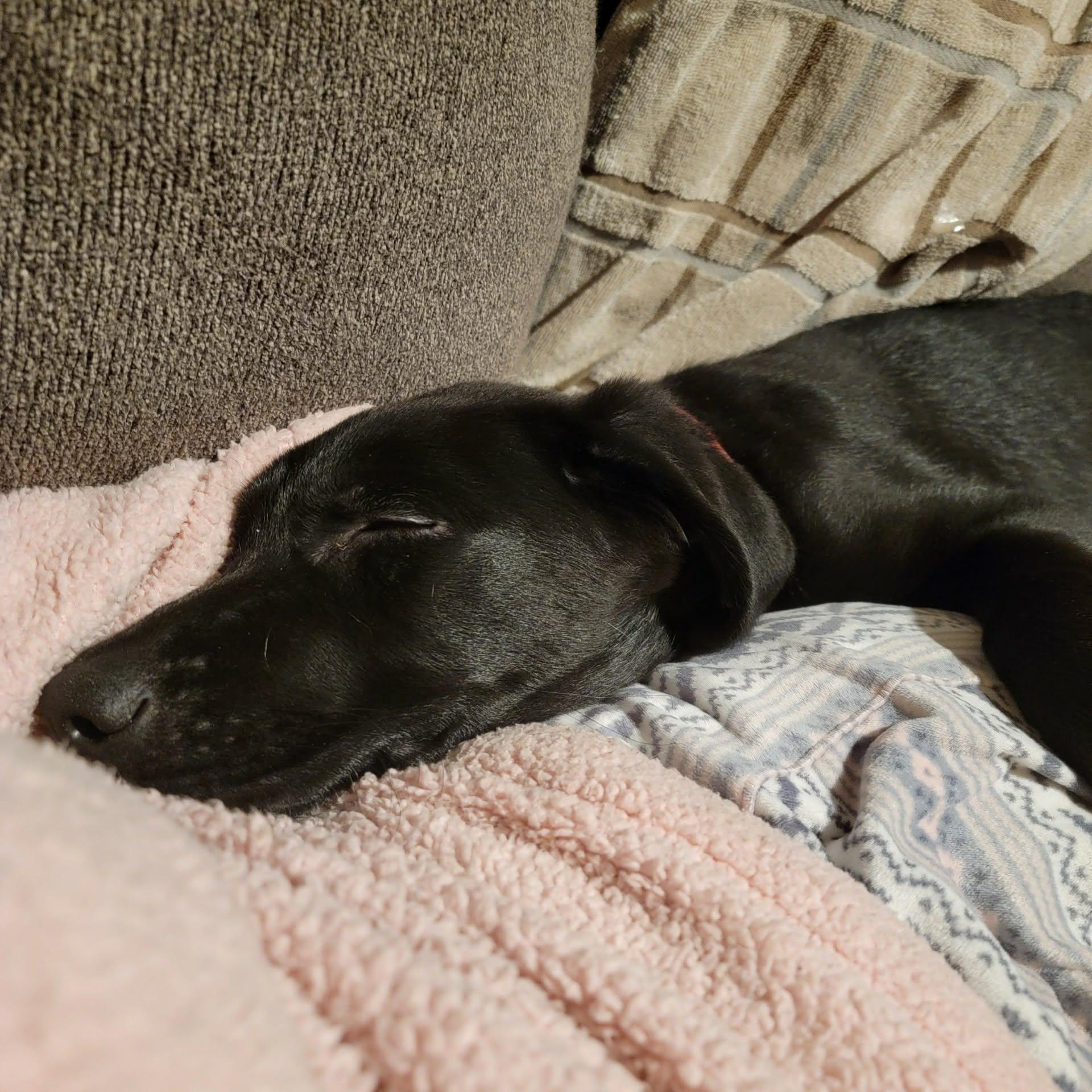 Enlarge Batman, a ADOPTABLE mixed breed in West Valley, UT image 2/6