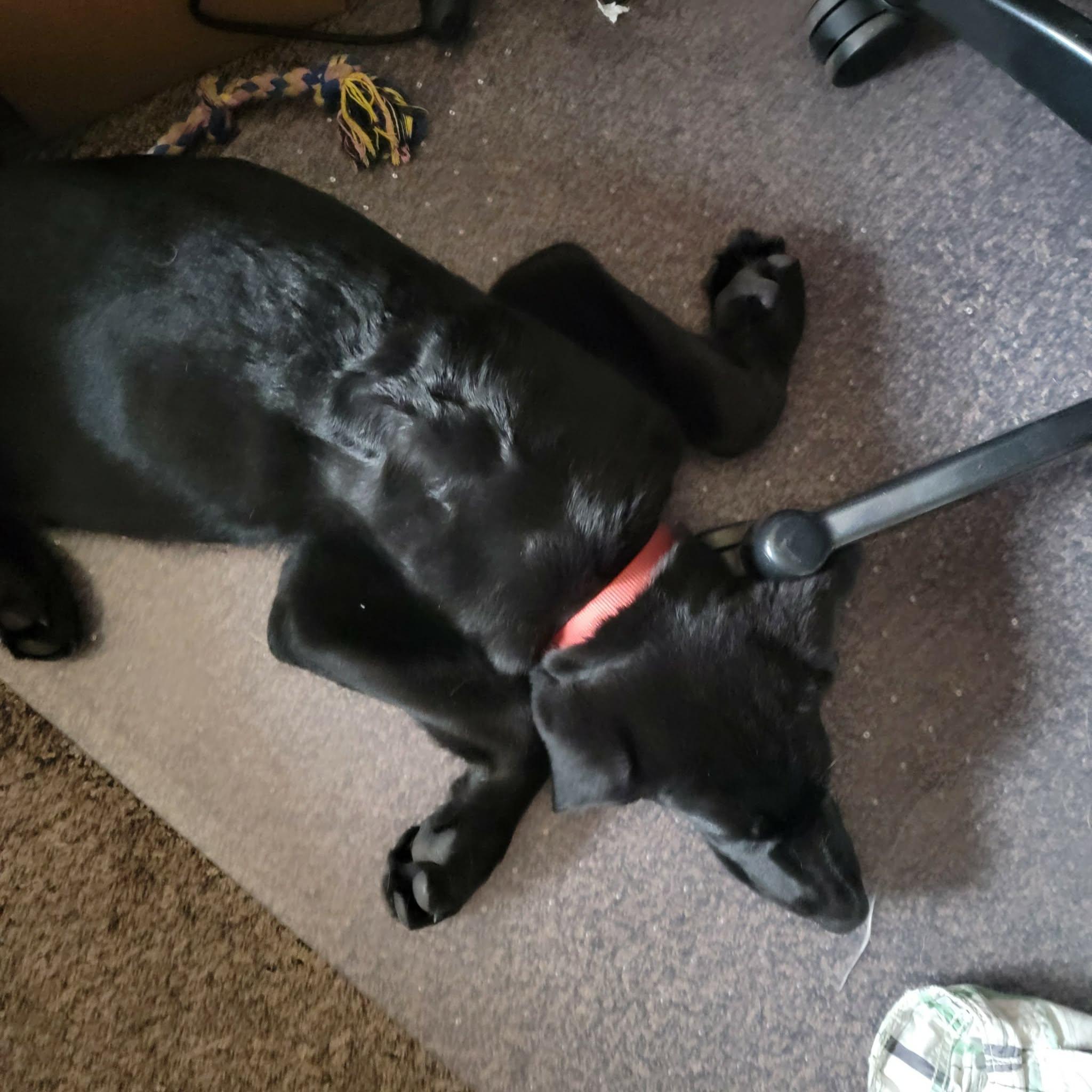 Enlarge Batman, a ADOPTABLE mixed breed in West Valley, UT image 6/6