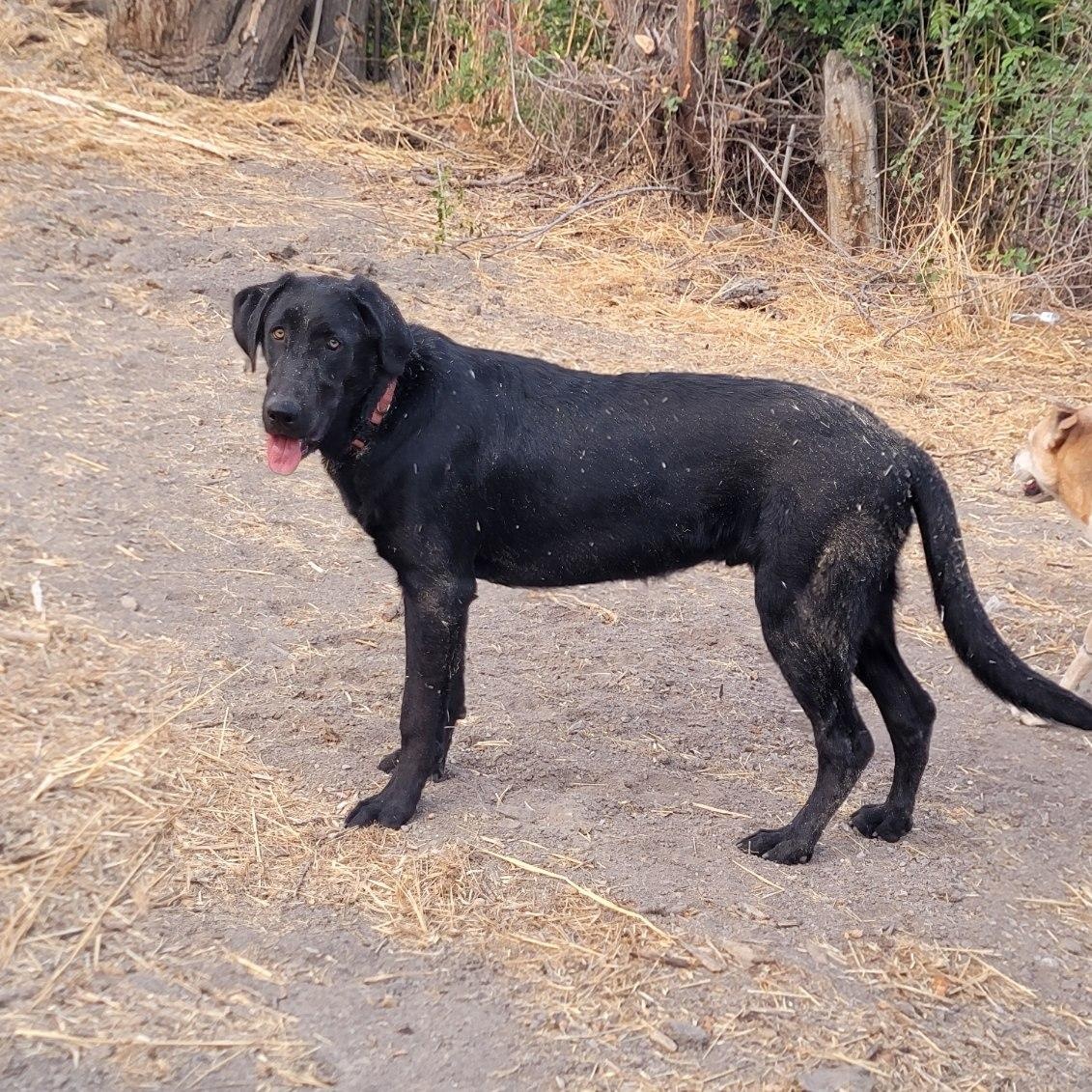 Batman, a ADOPTABLE mixed breed in West Valley, UT image 2/6