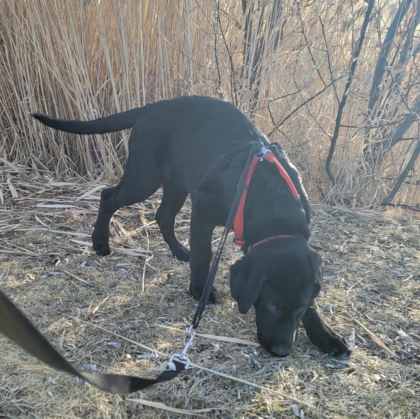 Enlarge Batman, a ADOPTABLE mixed breed in West Valley, UT image 3/6