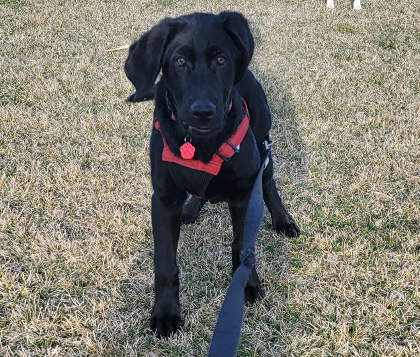 Enlarge Batman, a ADOPTABLE mixed breed in West Valley, UT image 5/6