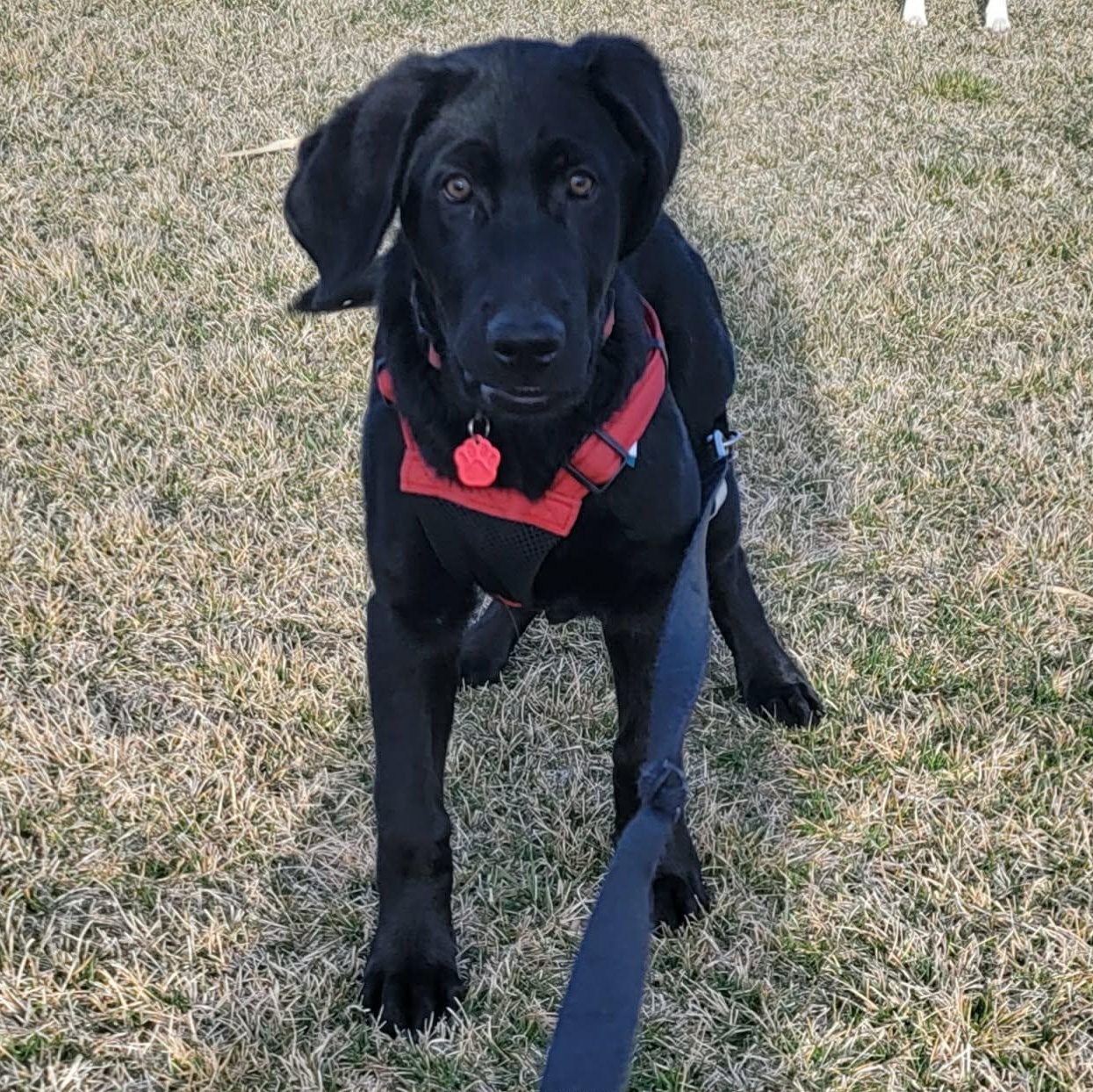 Batman, a ADOPTABLE mixed breed in West Valley, UT image 5/6