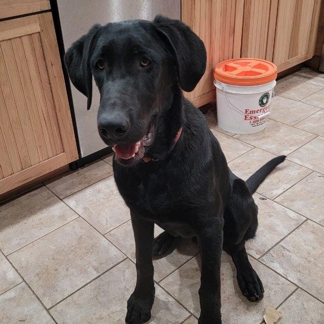 Batman, ADOPTABLE, Young Male Black Labrador Retriever.